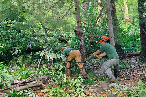 Large Tree Removal in West Hattiesburg, MS